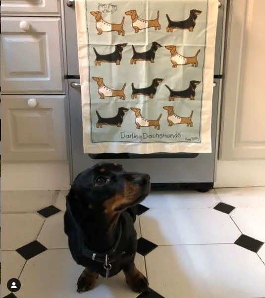 dachshunds tea towel