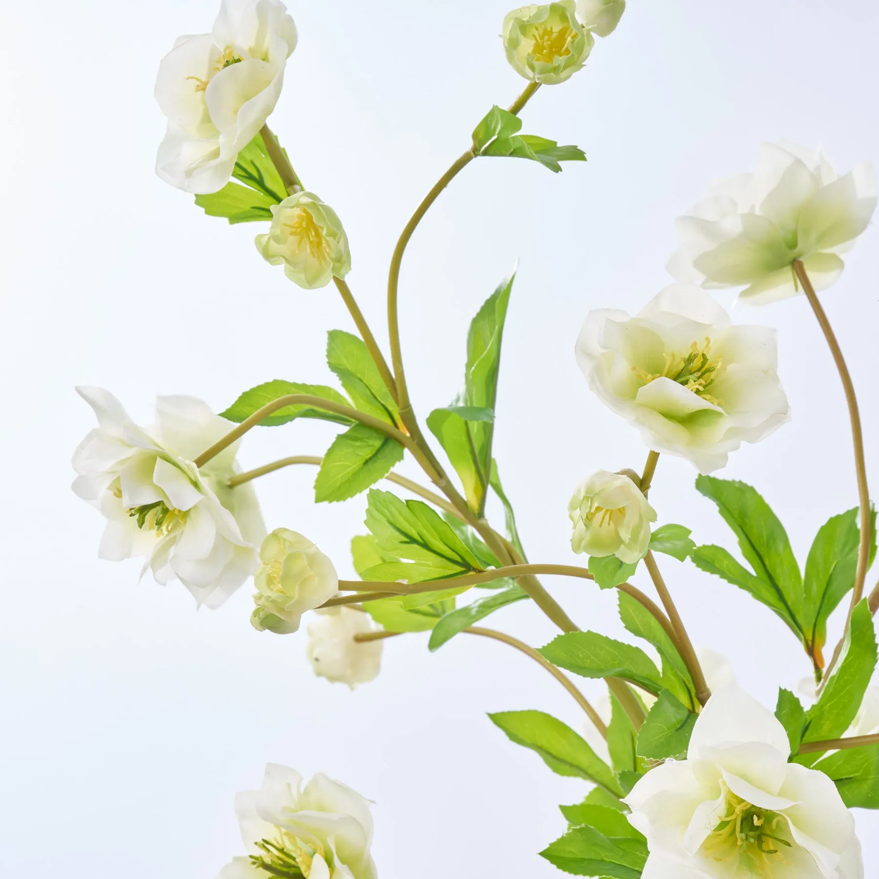 Elemental Green - Real Touch Cream Hellebores Blooms Water Illusion Arrangement in Citron Tone Vase